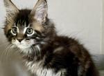 Harry - Maine Coon Cat For Sale - Miami&comma; FL&comma; US