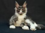 Rocket - Maine Coon Cat For Sale - Miami&comma; FL&comma; US