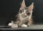 Rick - Maine Coon Cat For Sale - Miami&comma; FL&comma; US