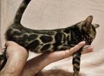 Brown Clouded Male Dark Blue Collar - Bengal Cat For Sale - Bradner&comma; OH&comma; US