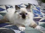 McCheese - Ragdoll Cat For Sale - Tuscaloosa&comma; AL&comma; US