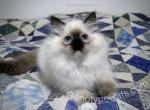 Birdie - Ragdoll Cat For Sale - Tuscaloosa&comma; AL&comma; US