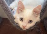 Adorable Ragdoll Kitten 2 - Ragdoll Cat For Sale - Walnut Creek&comma; CA&comma; US