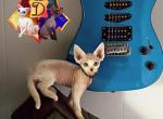 Ukkomon - Devon Rex Cat For Sale - Spokane&comma; WA&comma; US