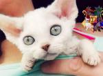 Yukimi - Devon Rex Cat For Sale - Spokane&comma; WA&comma; US