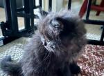 Emma's AristoCat - Persian Cat For Sale - Vincennes&comma; IN&comma; US