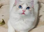 doya - Ragdoll Cat For Sale - Los Angeles&comma; CA&comma; US