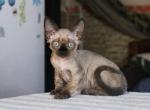 Opal - Devon Rex Cat For Sale - Brooklyn&comma; NY&comma; US