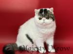 Fedya - Exotic Cat For Sale - Yucca Valley&comma; CA&comma; US