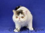 Fedel - Exotic Cat For Sale - Yucca Valley&comma; CA&comma; US