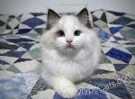 Cyborg - Ragdoll Cat For Sale - Tuscaloosa&comma; AL&comma; US