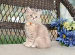 Lilac Scottish straight male - Scottish Straight Cat For Sale - Spokane&comma; WA&comma; US