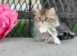 Black golden tabby Highland Straight boy - Scottish Straight Cat For Sale - Spokane&comma; WA&comma; US