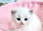 Martini - Ragdoll Cat For Sale - Attica&comma; MI&comma; US