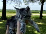 Harlow - Maine Coon Cat For Sale - Kansas City&comma; MO&comma; US