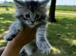 Willow - Maine Coon Cat For Sale - Kansas City&comma; MO&comma; US