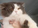 Cfa chocolate bicolor male persian - Persian Cat For Sale - Woodburn&comma; IN&comma; US