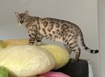 豹子 Leopard Tristen - Bengal Cat For Sale - Oklahoma City&comma; OK&comma; US