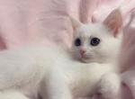 White kitten litter - Domestic Cat For Sale - Vancouver&comma; WA&comma; US