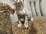 Zara - Devon Rex Cat For Sale - Philadelphia&comma; PA&comma; US