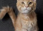 Tyson - Maine Coon Cat For Sale - Charlotte&comma; NC&comma; US