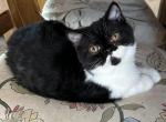 Bentley    Reduced     Exotic Short Hair - Exotic Cat For Sale - Granbury&comma; TX&comma; US