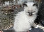 Very Special Ragdoll Himalayan Persian Cross Kitte - Ragdoll Cat For Sale - Ojai&comma; CA&comma; US