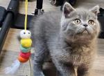 Tobby - Scottish Straight Cat For Sale - New York&comma; NY&comma; US