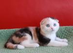 Iskra - Scottish Fold Cat For Sale - Pembroke Pines&comma; FL&comma; US