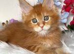Bryon - Maine Coon Cat For Sale - Hollywood&comma; FL&comma; US