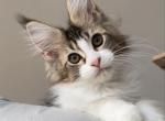 Gucci - Maine Coon Cat For Sale - Hollywood&comma; FL&comma; US