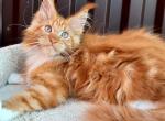 Garfield - Maine Coon Cat For Sale - Hollywood&comma; FL&comma; US
