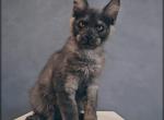 Joker - Maine Coon Cat For Sale - Hollywood&comma; FL&comma; US