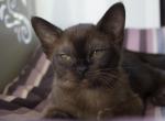 Emily - Burmese Cat For Sale - Pembroke Pines&comma; FL&comma; US