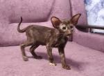 Wendi - Oriental Cat For Sale - Pembroke Pines&comma; FL&comma; US
