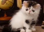 Earl Grey - Persian Cat For Sale - Pembroke Pines&comma; FL&comma; US