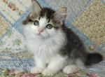Yolanda - Siberian Cat For Sale - Pembroke Pines&comma; FL&comma; US