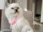 Zoya - Ragdoll Cat For Sale - Miami&comma; FL&comma; US