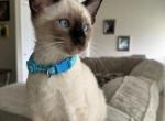 MALE LIGHT BLUE COLLAR - Siamese Cat For Sale - Philadelphia&comma; PA&comma; US