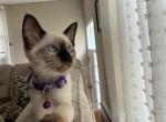 FEMALE PURPLE COLLAR - Siamese Cat For Sale - Philadelphia&comma; PA&comma; US