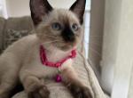 FEMALE HOT PINK COLLAR - Siamese Cat For Sale - Philadelphia&comma; PA&comma; US
