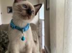 MALE ROYAL BLUE COLLAR - Siamese Cat For Sale - Philadelphia&comma; PA&comma; US