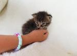 Beautiful cuddly kittens - Domestic Cat For Sale - New Holland&comma; PA&comma; US