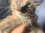 Ragdoll Female - Ragdoll Cat For Sale - Marlborough&comma; MA&comma; US