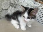 Samuel Whiskers - Munchkin Cat For Sale - Salem&comma; OR&comma; US