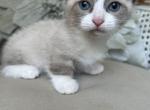 Mushroom - Munchkin Cat For Sale - Salem&comma; OR&comma; US