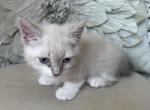 Cookie - Munchkin Cat For Sale - Salem&comma; OR&comma; US