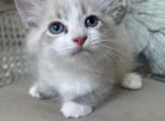 Cocoa - Munchkin Cat For Sale - Salem&comma; OR&comma; US