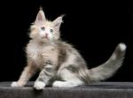 Britney - Maine Coon Cat For Sale - Miami&comma; FL&comma; US
