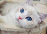 Jenni - Ragdoll Cat For Sale - Los Angeles&comma; CA&comma; US